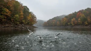 Gulls diving over a school of shad in a reservoir creek arm lined with fall colors