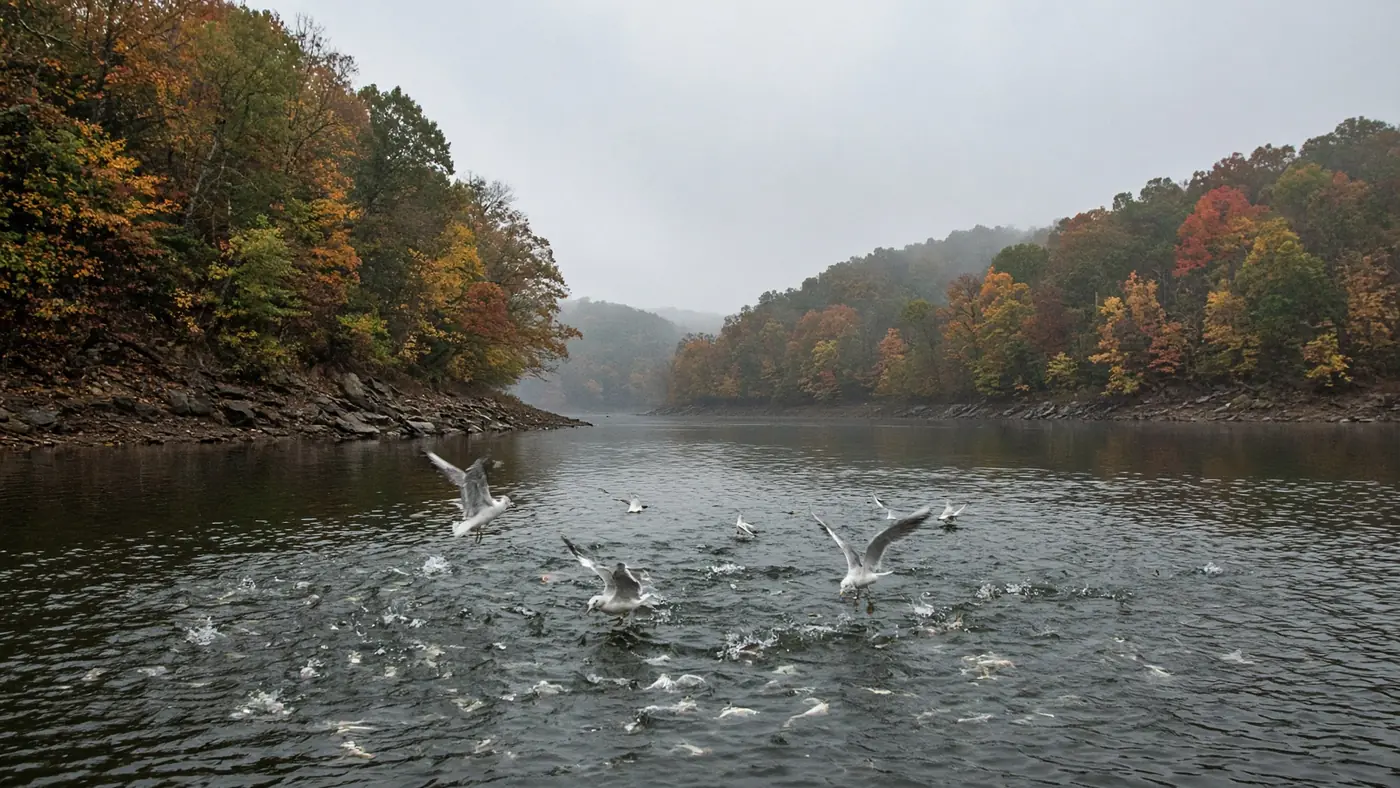 Gulls diving over a school of shad in a reservoir creek arm lined with fall colors