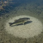 A largemouth bass hovering over a round spawning bed on a sandy bottom in a clear protected cove