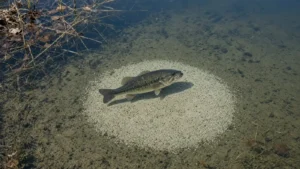 A largemouth bass hovering over a round spawning bed on a sandy bottom in a clear protected cove
