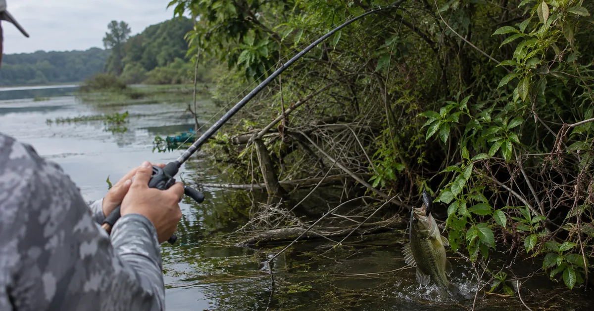 A heavy rod pitches a pegged creature bait into a tight pocket in thick shoreline brush and matted grass.