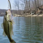 Largemouth bass caught on a slender suspending jerkbait, lifted from cold clear water with bare trees on the bank