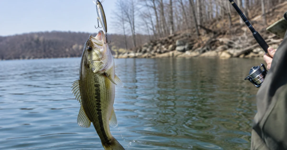 Largemouth bass caught on a slender suspending jerkbait, lifted from cold clear water with bare trees on the bank
