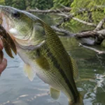 Largemouth bass caught on a brown skirted jig with a craw trailer, held beside a submerged laydown tree