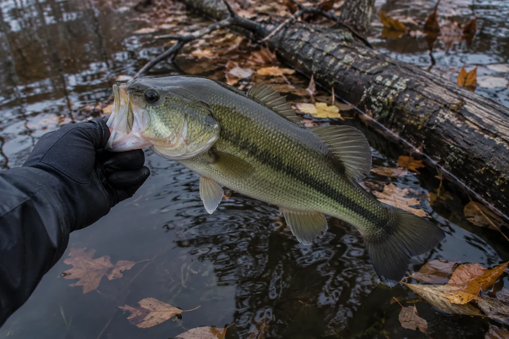 A largemouth bass held just above cold water beside a fallen tree with brown leaves floating in late fall.