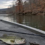 A largemouth bass and a baitcasting rod on a boat deck in a late-fall reservoir creek arm with bare trees.