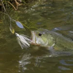 Spinnerbait bass fishing: a white tandem-blade spinnerbait flashing along a grass edge in stained water