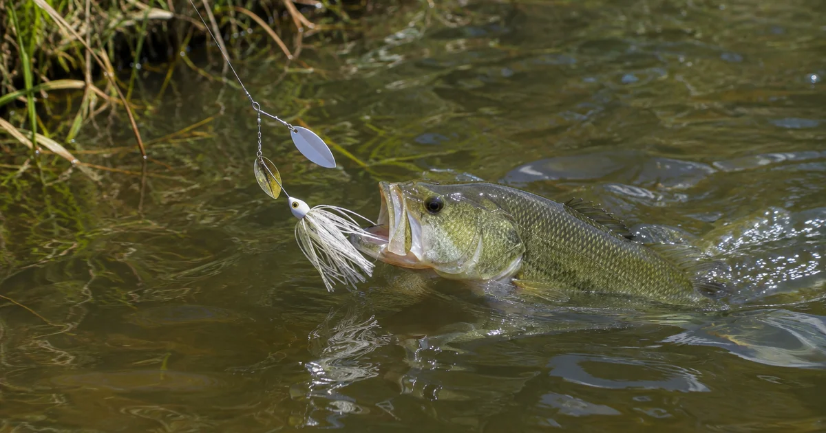 Spinnerbait bass fishing: a white tandem-blade spinnerbait flashing along a grass edge in stained water