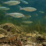 What do bass eat: a crawfish on rocky lake bottom with a school of silver threadfin shad swimming above it