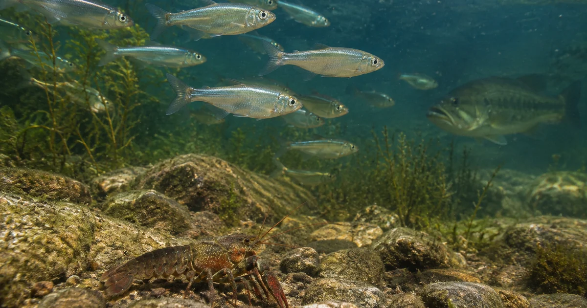 What do bass eat: a crawfish on rocky lake bottom with a school of silver threadfin shad swimming above it
